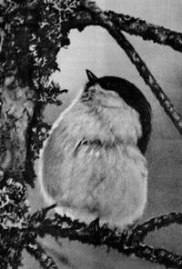 Под шапкой-невидимкой - _087.jpg