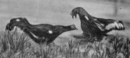 Под шапкой-невидимкой - _104.jpg