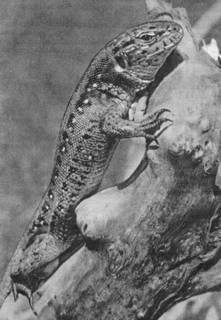 Под шапкой-невидимкой - _113.jpg