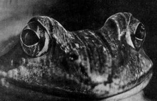 Под шапкой-невидимкой - _117.jpg