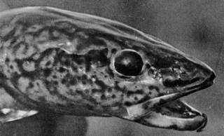 Под шапкой-невидимкой - _118.jpg