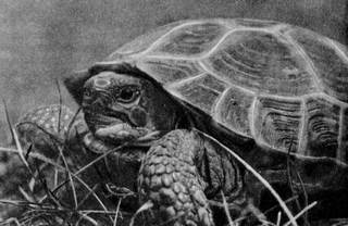 Под шапкой-невидимкой - _134.jpg