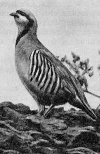 Под шапкой-невидимкой - _148.jpg