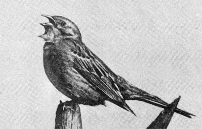 Силуэты на облаках - i_103.jpg