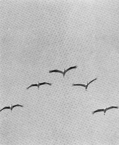 Силуэты на облаках - i_106.jpg