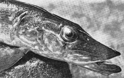 Силуэты на облаках - i_148.jpg