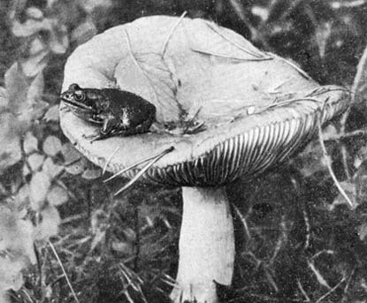 Силуэты на облаках - i_149.jpg