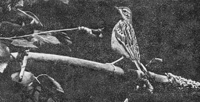 Силуэты на облаках - i_154.jpg