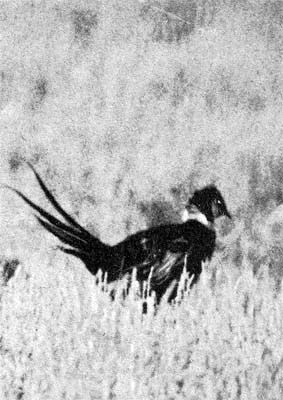 Силуэты на облаках - i_214.jpg