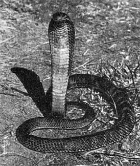 Силуэты на облаках - i_240.jpg