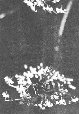 Силуэты на облаках - i_273.jpg