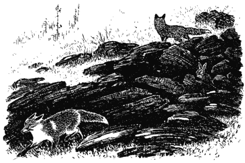 Трясогузкины письма - i_037.png