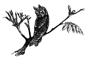 Трясогузкины письма - i_044.png