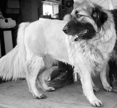 Кавказская овчарка - i_003.png