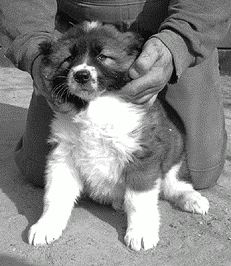 Кавказская овчарка - i_035.png