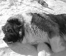 Кавказская овчарка - i_038.png