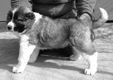 Кавказская овчарка - i_040.png