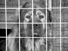 Кавказская овчарка - i_041.png