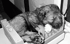 Кавказская овчарка - i_043.png