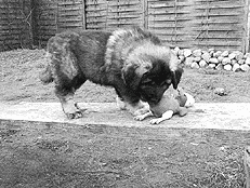 Кавказская овчарка - i_047.png