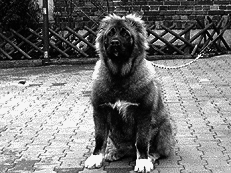 Кавказская овчарка - i_050.png