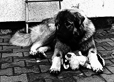 Кавказская овчарка - i_054.png