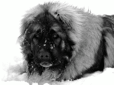 Кавказская овчарка - i_055.png