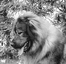 Кавказская овчарка - i_058.png