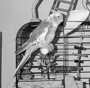 Кореллы - i_007.jpg