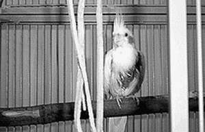 Кореллы - i_009.jpg