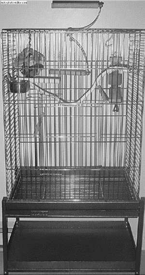 Кореллы - i_010.jpg