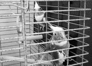 Кореллы - i_015.jpg