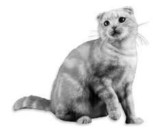 Шотландские вислоухие кошки - i_006.jpg