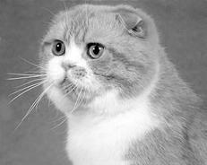 Шотландские вислоухие кошки - i_007.jpg