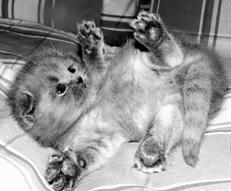 Шотландские вислоухие кошки - i_009.jpg