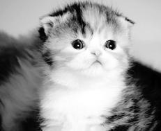 Шотландские вислоухие кошки - i_017.jpg