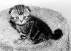 Шотландские вислоухие кошки - i_018.jpg