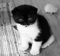 Шотландские вислоухие кошки - i_020.jpg