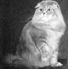 Шотландские вислоухие кошки - i_021.jpg