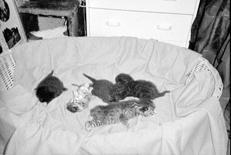 Шотландские вислоухие кошки - i_026.jpg