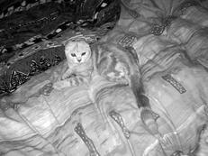 Шотландские вислоухие кошки - i_029.jpg