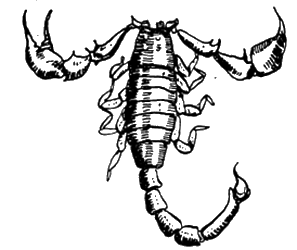 Всемирный следопыт, 1928 № 11 - i_034.png