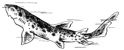 Всемирный следопыт, 1928 № 11 - i_039.png