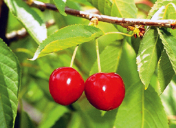 Вишня - i_001.jpg