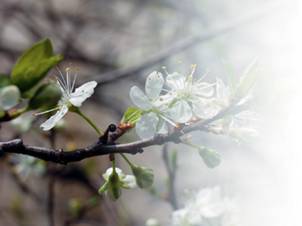 Вишня - i_002.jpg