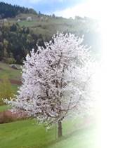 Вишня - i_003.jpg