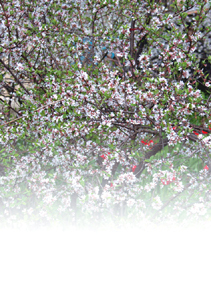 Вишня - i_004.jpg