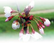 Вишня - i_005.jpg