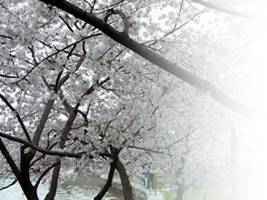 Вишня - i_006.jpg