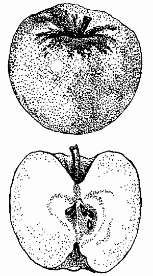 Золотые сорта плодовых культур - i_002.png